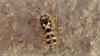 Salticus scenicus